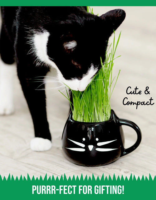 Load image into Gallery viewer, Kit De Hierba Orgánica Para Gatos Con Maceta De Cerámica Negra Para Gatos, Set De Regalo Fácil De Plantar En Interiores
