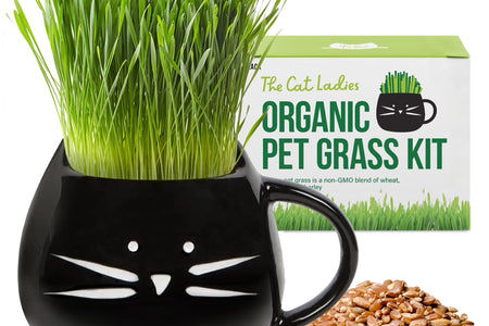 Kit De Hierba Orgánica Para Gatos Con Maceta De Cerámica Negra Para Gatos, Set De Regalo Fácil De Plantar En Interiores