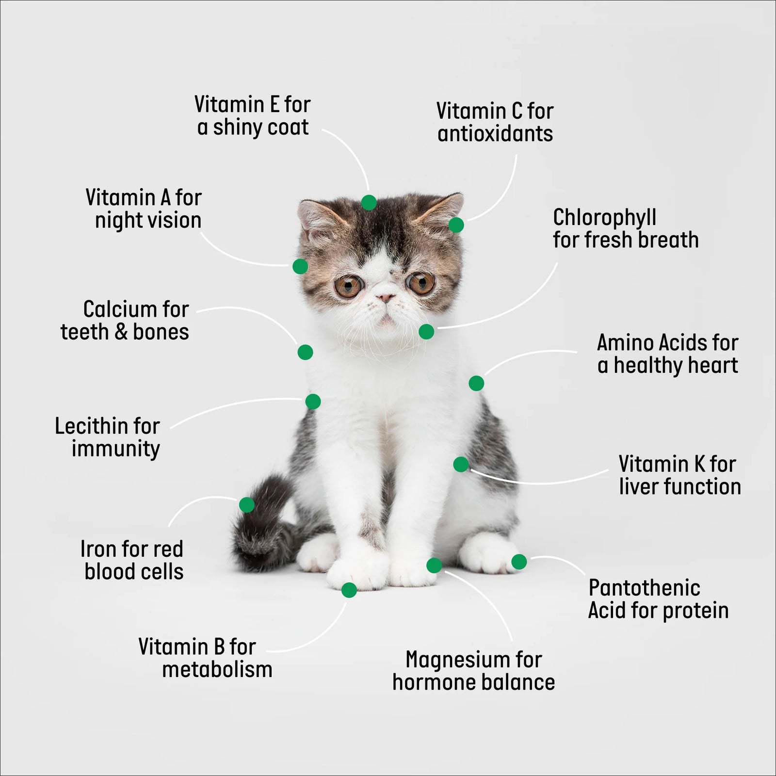 Kit De Hierba Orgánica Para Gatos Con Maceta De Cerámica Negra Para Gatos, Set De Regalo Fácil De Plantar En Interiores